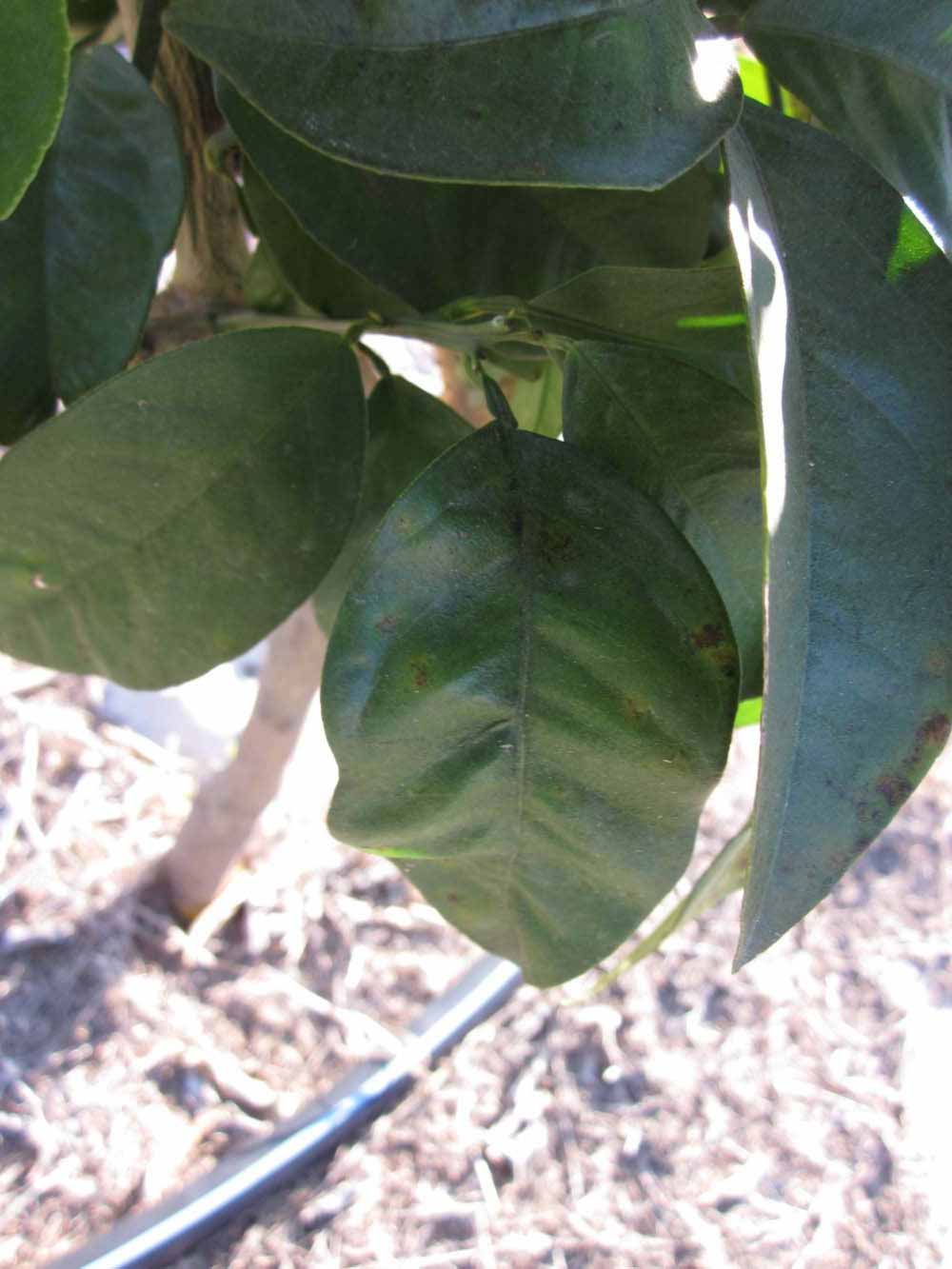            Shade leaves (Jaffa, Riverside, CA)   